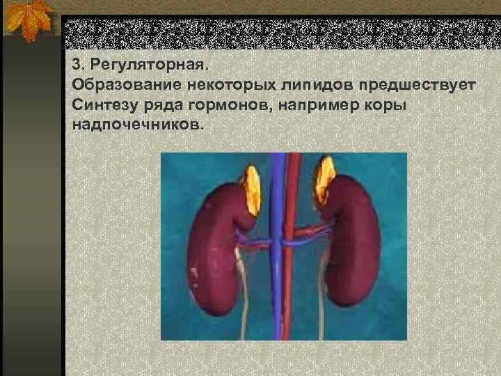 3. Регуляторная. Образование некоторых липидов предшествует Синтезу ряда гормонов, например коры надпочечников. 