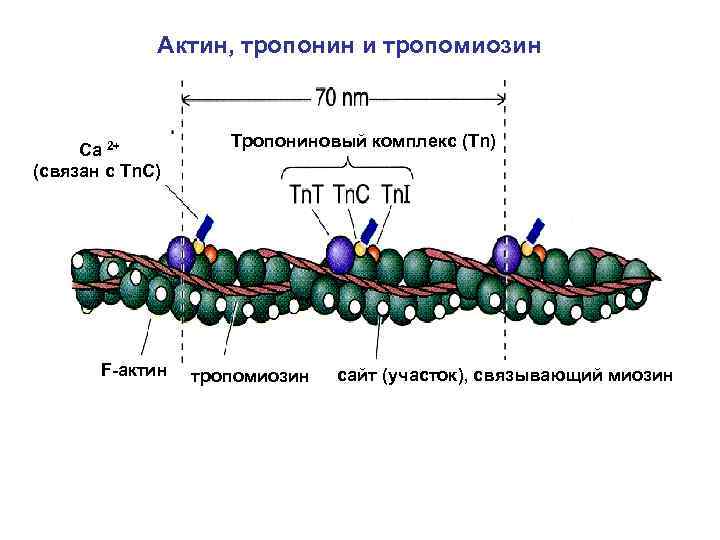 Актин, тропонин и тропомиозин Са 2+ (связан с Тn. C) F-актин Тропониновый комплекс (Tn)