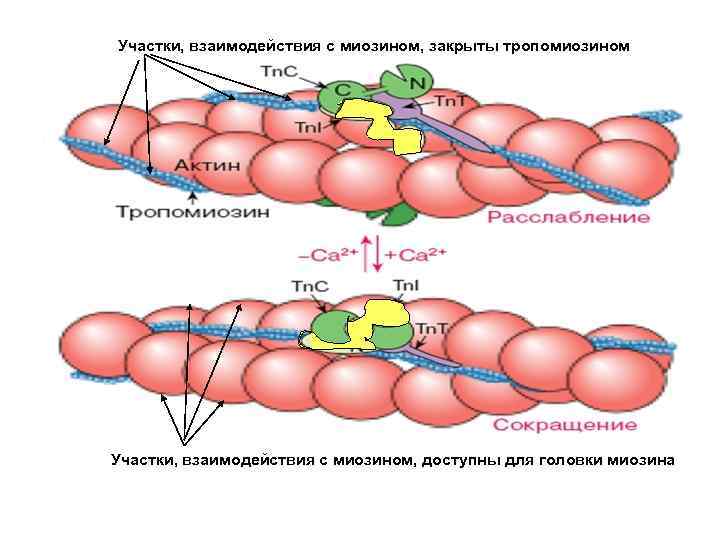 Участки, взаимодействия с миозином, закрыты тропомиозином Участки, взаимодействия с миозином, доступны для головки миозина