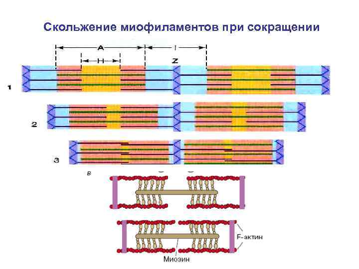 Скольжение миофиламентов при сокращении 