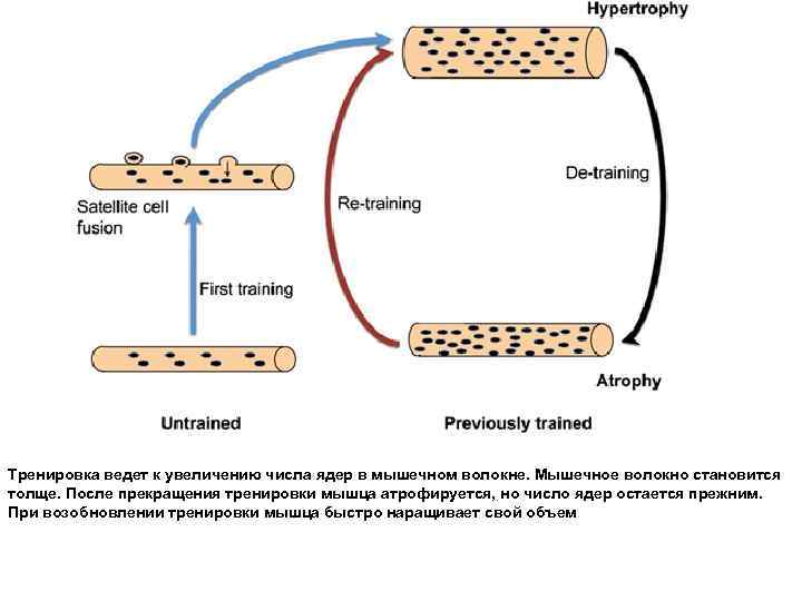 Тренировка ведет к увеличению числа ядер в мышечном волокне. Мышечное волокно становится толще. После