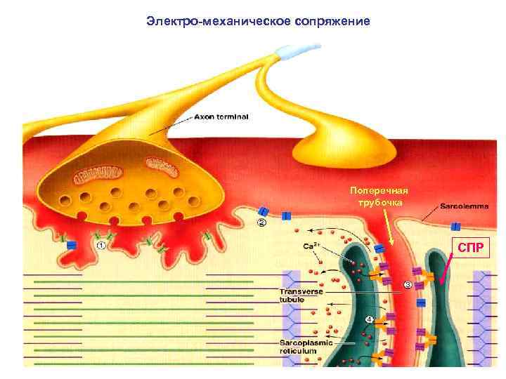 Электро-механическое сопряжение Поперечная трубочка СПР 