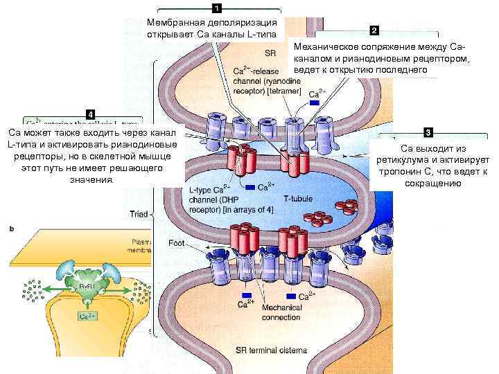 Мембранная деполяризация открывает Са каналы L-типа Механическое сопряжение между Саканалом и рианодиновым рецептором, ведет