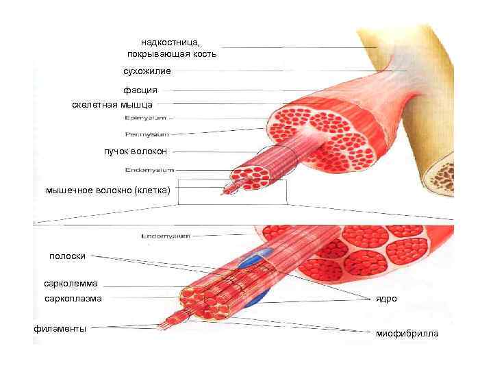 Губчатое тело полового члена. Строение мышц сухожилия. Строение мышечного волокна ЕГЭ. Внутреннее строение скелетной мышцы схема.