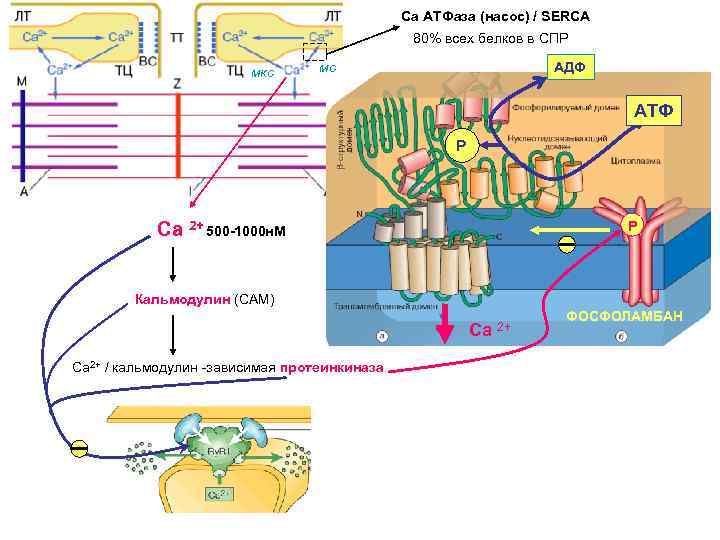 Са АТФаза (насос) / SERCA 80% всех белков в СПР мкс мс АДФ АТФ