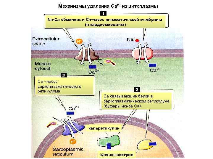 Механизмы удаления Са 2+ из цитоплазмы Na-Cа обменник и Са-насос плазматической мембраны (в кардиомиоцитах)