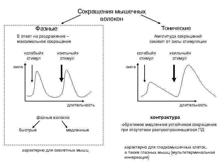 Максимально сократил