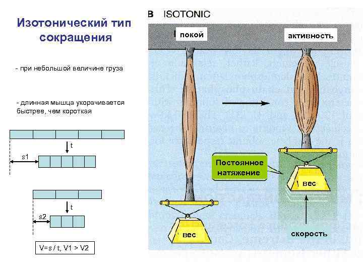 Изотонический тип сокращения покой активность - при небольшой величине груза - длинная мышца укорачивается