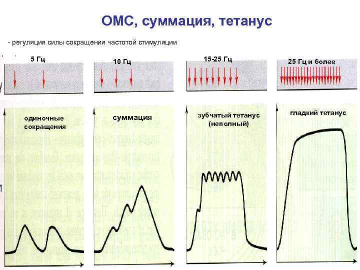 ОМС, суммация, тетанус - регуляция силы сокращения частотой стимуляции 5 Гц одиночные сокращения 10