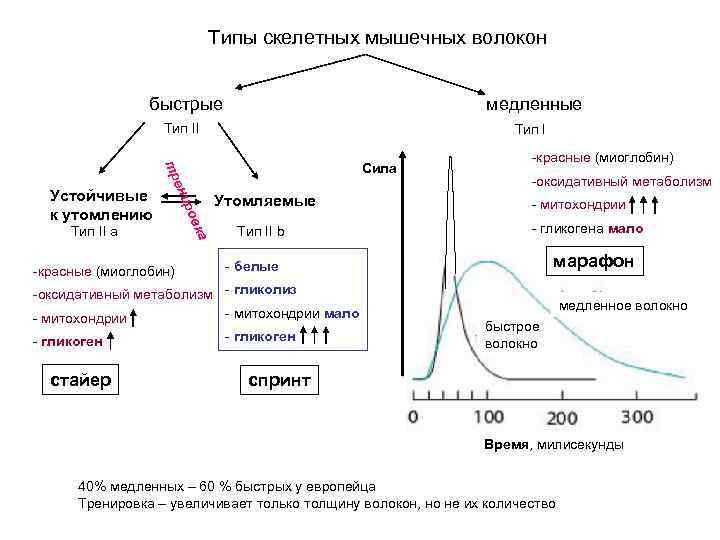 Типы скелетных мышечных волокон быстрые медленные Тип II ени тр Тип II a -красные