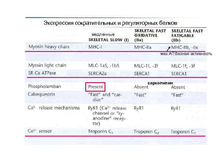 Экспрессия сократительных и регуляторных белков медленные мах АТФазная активность сарколипин 