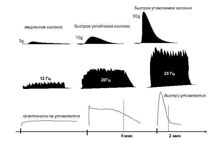 быстрое утомляемое волокно 50 g медленное волокно быстрое устойчивое волокно 10 g 2 g