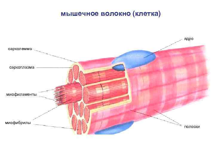 Строение мышц 8 класс