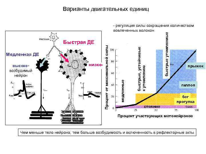 Варианты двигательных единиц низко- быстрые утомляемые высоковозбудимый нейрон быстрые, устойчивые к утомлению Медленная ДЕ