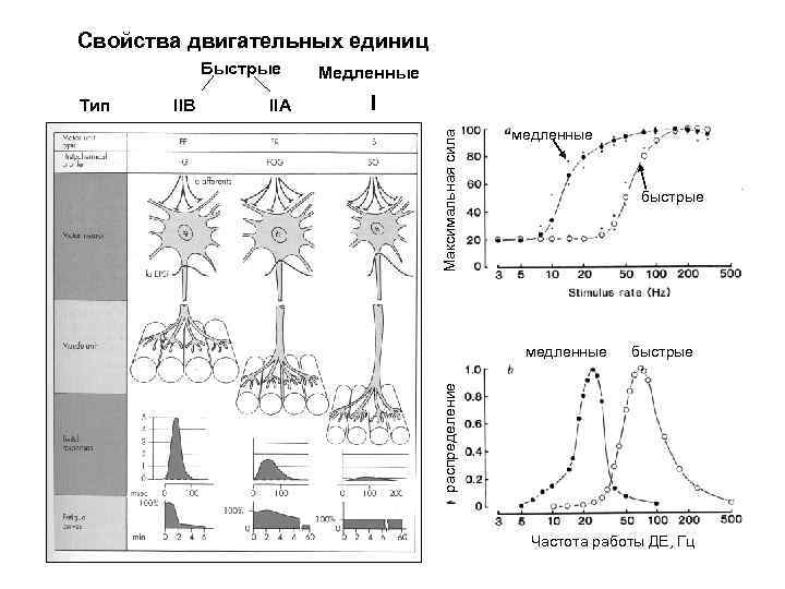 Свойства двигательных единиц IIВ IIА I Максимальная сила Тип Медленные медленные быстрые распределение Быстрые