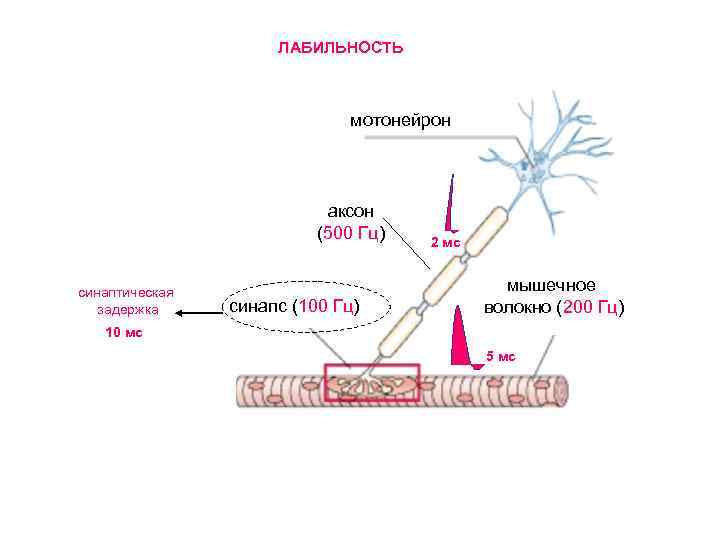 ЛАБИЛЬНОСТЬ мотонейрон аксон (500 Гц) синаптическая задержка синапс (100 Гц) 2 мс мышечное волокно