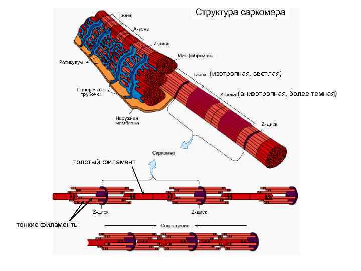 Саркомер рисунок гистология