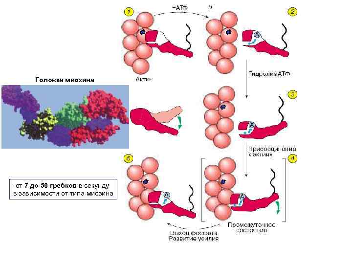 Головка миозина -от 7 до 50 гребков в секунду в зависимости от типа миозина