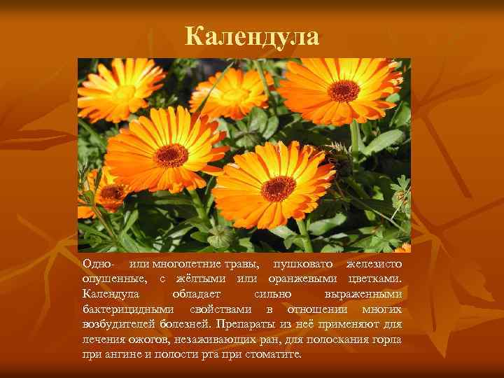 Календула Одно- или многолетние травы, пушковато железисто опушенные, с жёлтыми или оранжевыми цветками. Календула