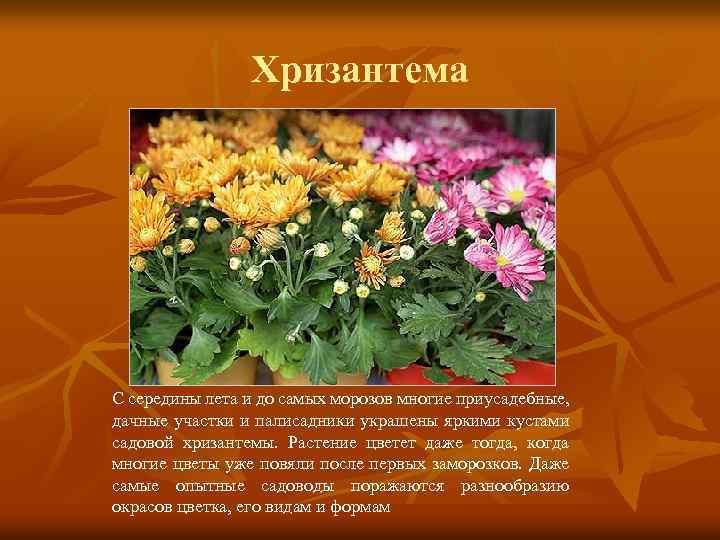 Хризантема С середины лета и до самых морозов многие приусадебные, дачные участки и палисадники