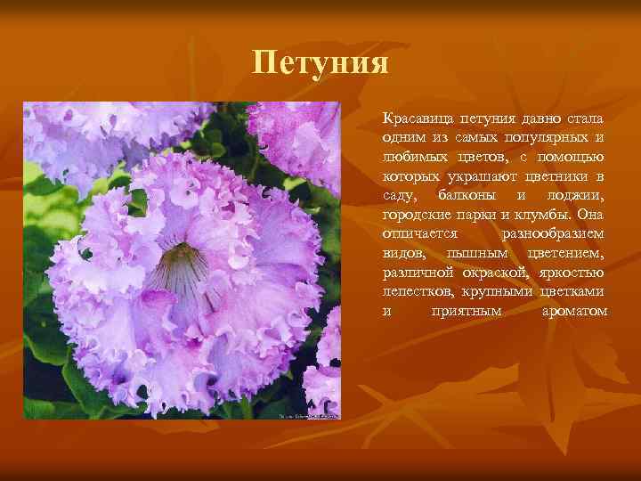 Петуния Красавица петуния давно стала одним из самых популярных и любимых цветов, с помощью