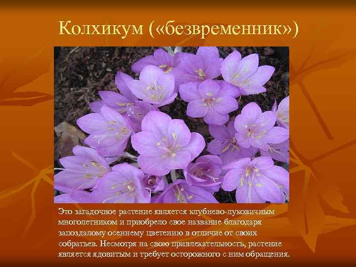 Колхикум ( «безвременник» ) Это загадочное растение является клубнево-луковичным многолетником и приобрело свое название
