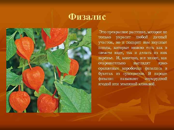 Физалис Это прекрасное растение, которое не только украсит любой дачный участок, но и подарит