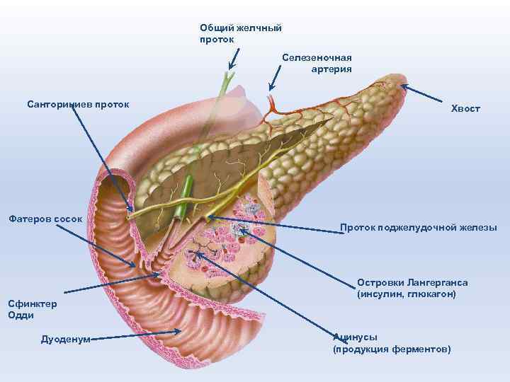 Общий желчный проток Селезеночная артерия Санториниев проток Фатеров сосок Сфинктер Одди Дуоденум Хвост Проток