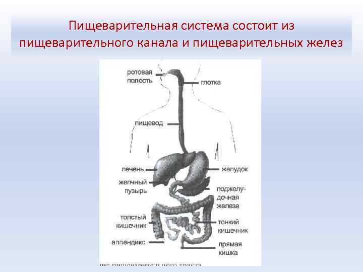 На рисунке изображена пищеварительная система животного