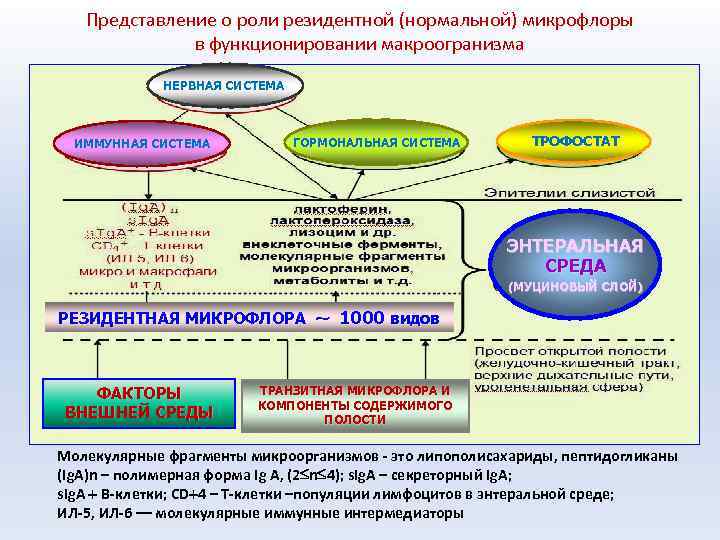Представление о роли резидентной (нормальной) микрофлоры в функционировании макроогранизма НЕРВНАЯ СИСТЕМА ИММУННАЯ СИСТЕМА ГОРМОНАЛЬНАЯ