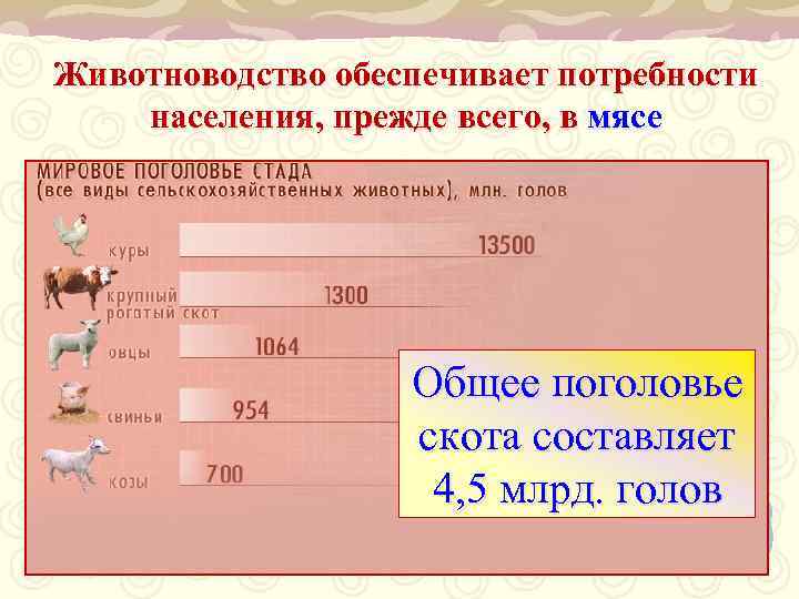 Животноводство обеспечивает потребности населения, прежде всего, в мясе Общее поголовье скота составляет 4, 5