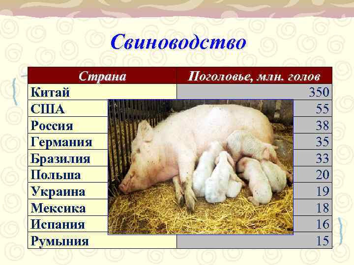 Свиноводство Страна Китай США Россия Германия Бразилия Польша Украина Мексика Испания Румыния Поголовье, млн.
