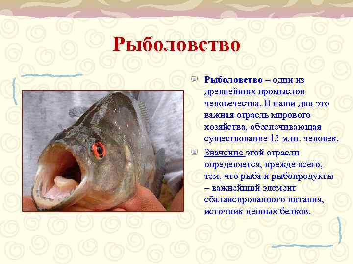 Рыболовство – один из древнейших промыслов человечества. В наши дни это важная отрасль мирового