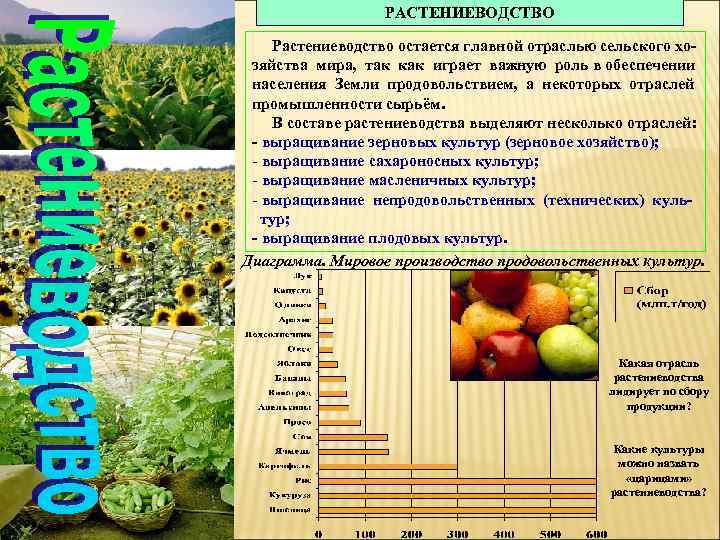 РАСТЕНИЕВОДСТВО Растениеводство остается главной отраслью сельского хозяйства мира, так как играет важную роль в