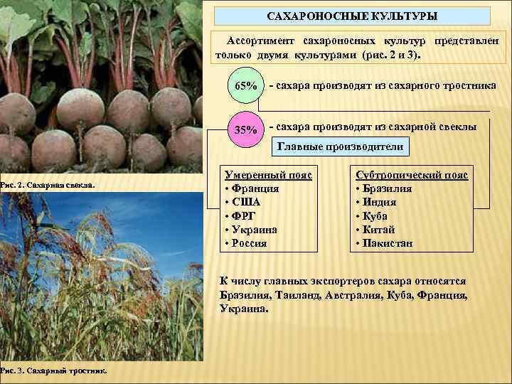 Рис. 2. Сахарная свекла. Рис. 3. Сахарный тростник. САХАРОНОСНЫЕ КУЛЬТУРЫ Ассортимент сахароносных культур представлен