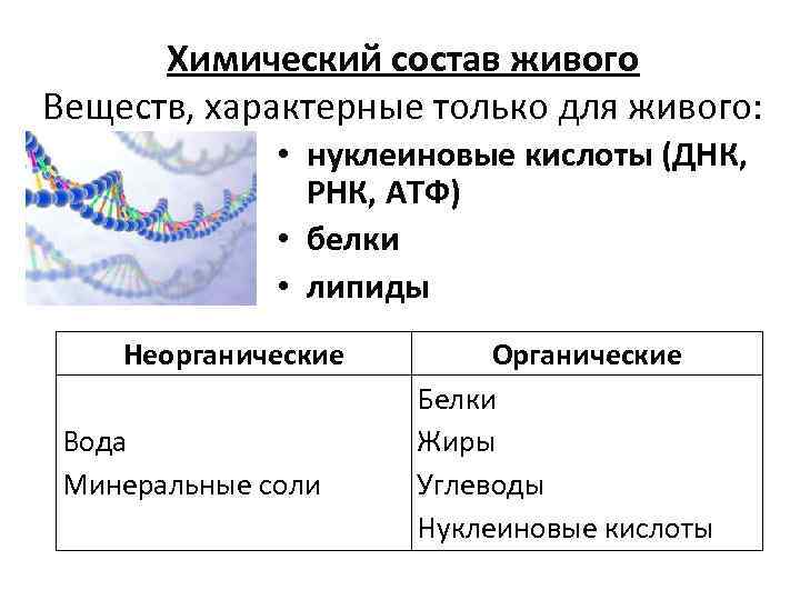 Химический состав живого Веществ, характерные только для живого: • нуклеиновые кислоты (ДНК, РНК, АТФ)