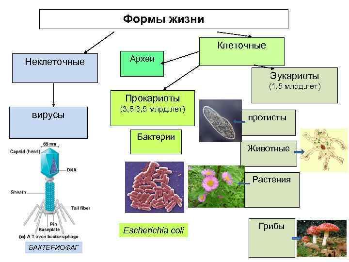 Формы жизни Клеточные Неклеточные Археи Эукариоты (1, 5 млрд. лет) Прокариоты вирусы (3, 8