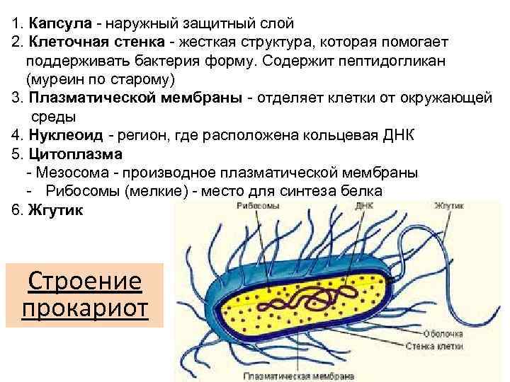 1. Капсула наружный защитный слой 2. Клеточная стенка жесткая структура, которая помогает поддерживать бактерия