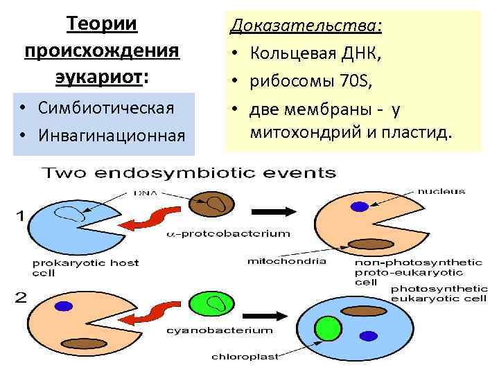 Какая гипотеза происхождения эукариотической клетки показана на рисунке