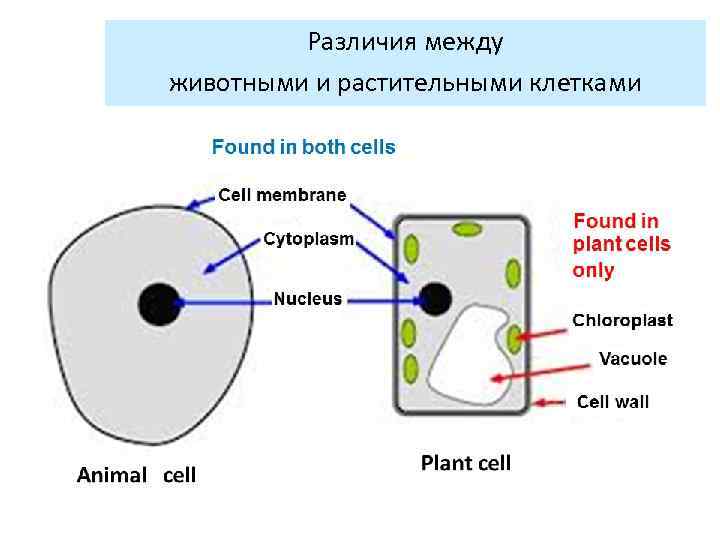 Различия между животными и растительными клетками 