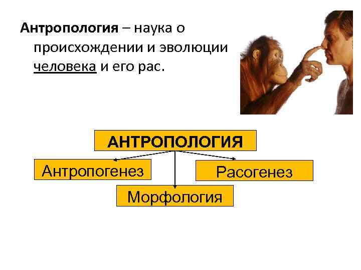 Антропология – наука о происхождении и эволюции человека и его рас. АНТРОПОЛОГИЯ Антропогенез Расогенез