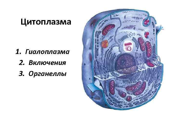 Цитоплазма 1. Гиалоплазма 2. Включения 3. Органеллы 