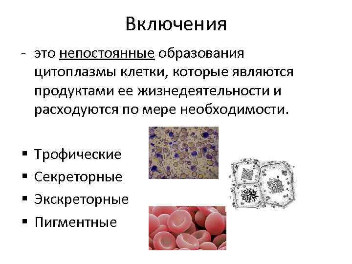 Клеточные включения это