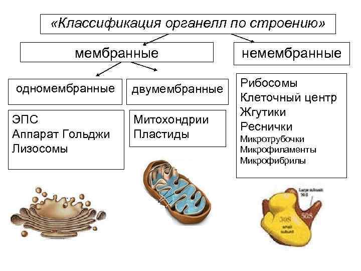 Одномембранные органоиды схема