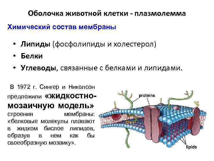 Оболочка животной клетки. Клеточная мембрана животных. Плазмолемма. Оболочка клетки (плазмолемма)..