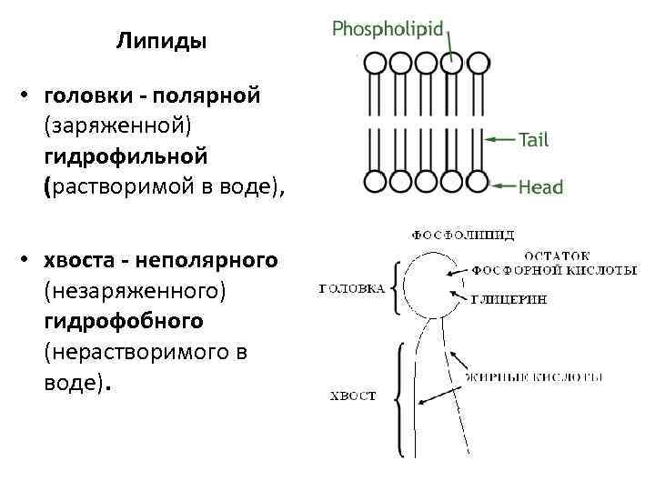 Липиды • головки - полярной (заряженной) гидрофильной (растворимой в воде), • хвоста - неполярного