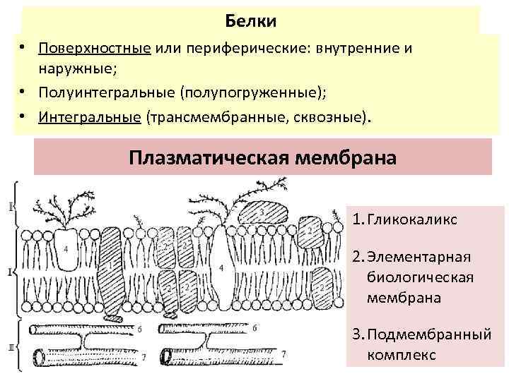 Белки • Поверхностные или периферические: внутренние и наружные; • Полуинтегральные (полупогруженные); • Интегральные (трансмембранные,