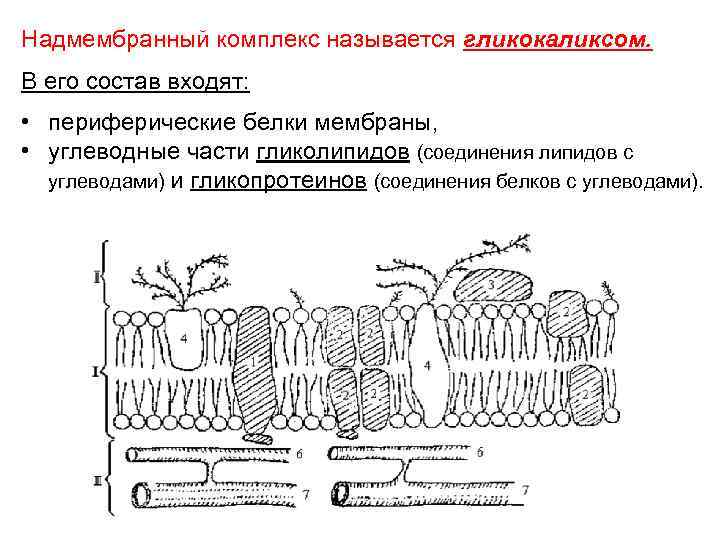 Надмембранный комплекс называется гликокаликсом. В его состав входят: • периферические белки мембраны, • углеводные