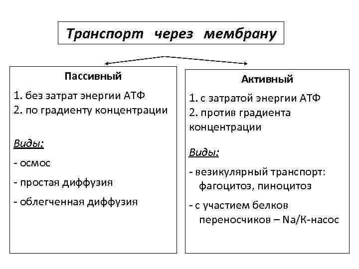 Транспорт через мембрану Пассивный 1. без затрат энергии АТФ 2. по градиенту концентрации Виды: