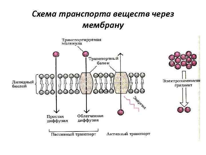 Схема транспорта веществ через мембрану 